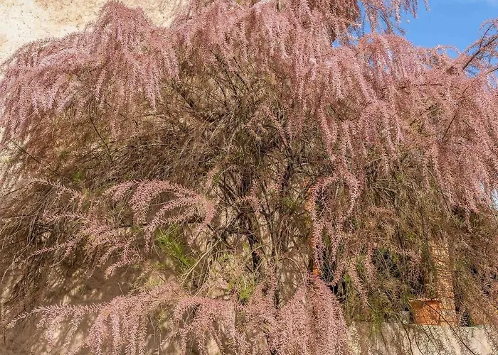 Immerso Nella Natura A Due Passi Dal Maggiore *